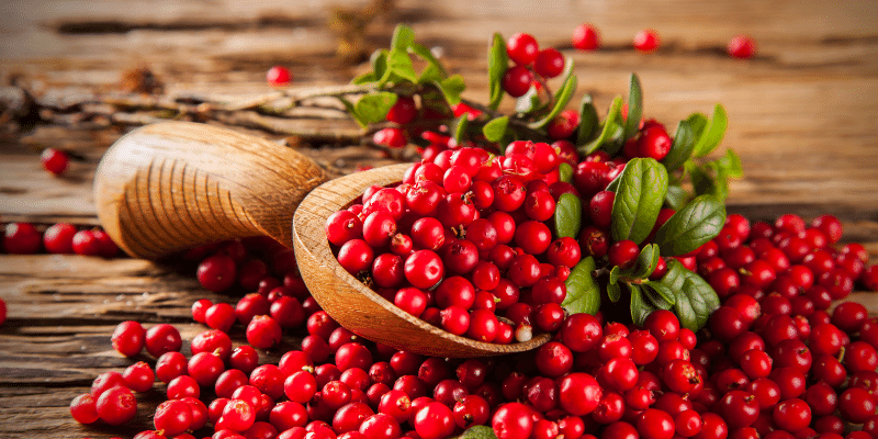 Can Ducks Eat Cranberries