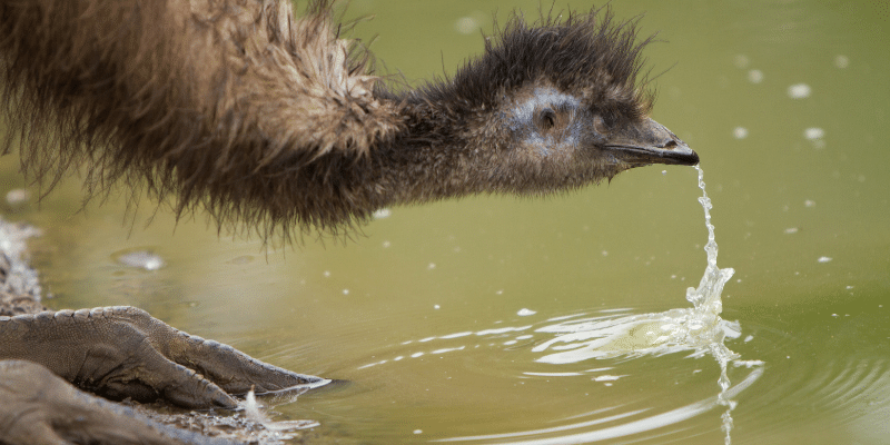 Can Emus Swim