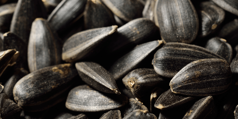 Can Geese Eat Sunflower Seeds