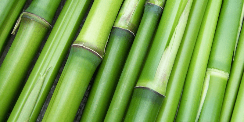 Can Goats Eat Bamboo