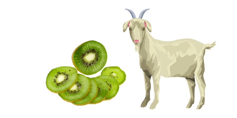  Goats Eat Kiwi
