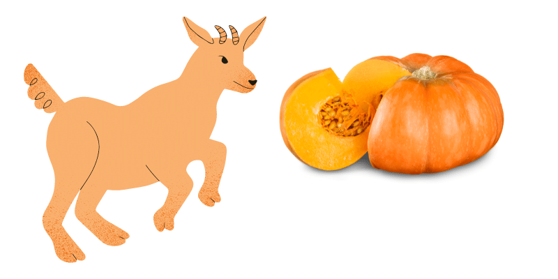 Goats Eat Pumpkins