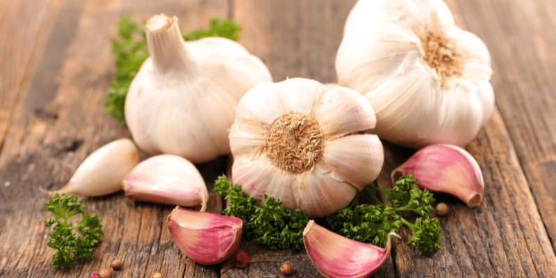 Can Pigs Eat Garlic