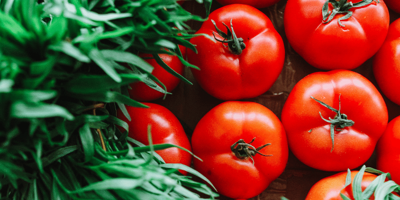 Can Sheep Eat Tomatoes