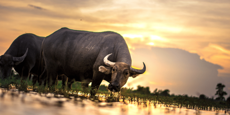 Can You Ride a Buffalo?