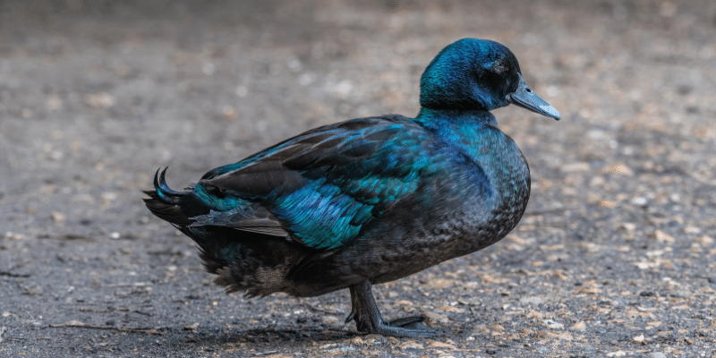 Cayuga Duck
