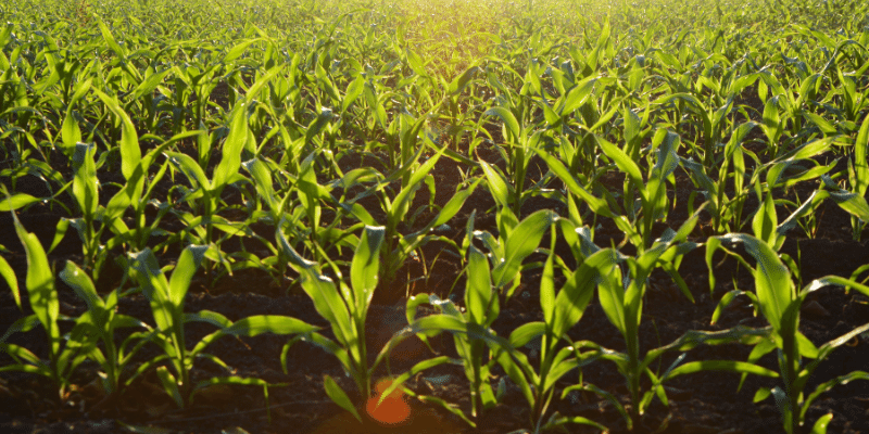 Cost to Start a Farm