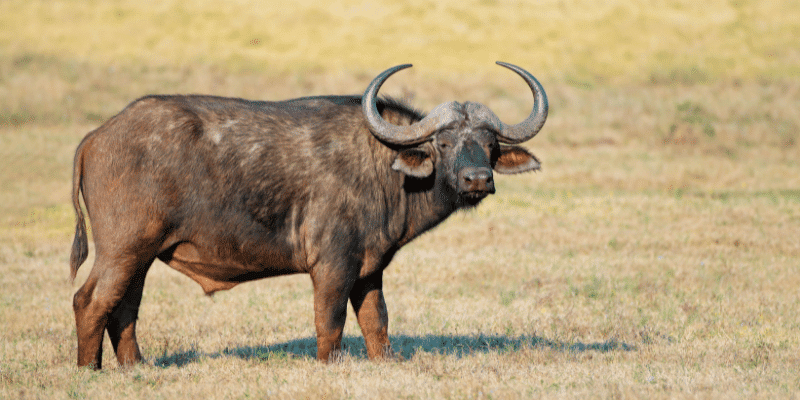 Do Buffalos Have Horns