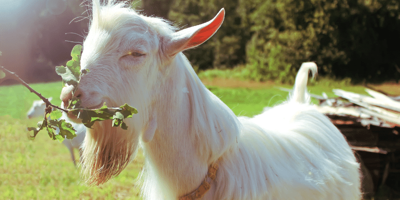 Do Goats Chew Cud