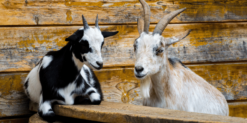 Do Goats Sleep Standing Up