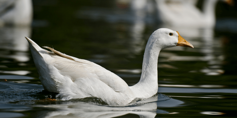 Ducks Hold their Breath