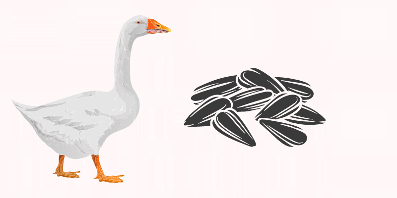 Geese Eat Sunflower Seeds