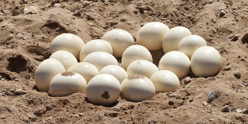 How Many Eggs Does an Ostrich Lay