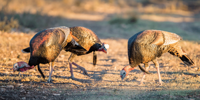 How Much Do Turkeys Cost