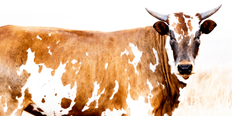 Nguni