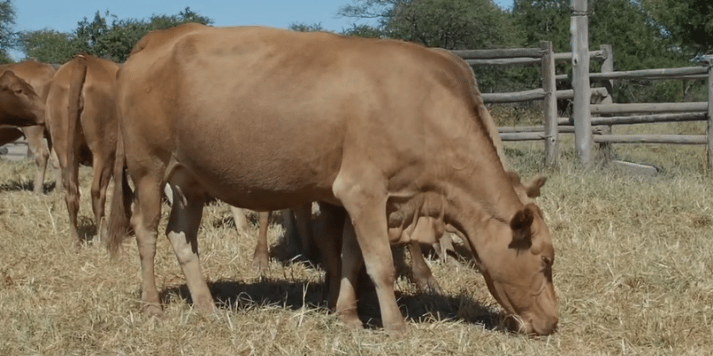 Tuli-Cattle