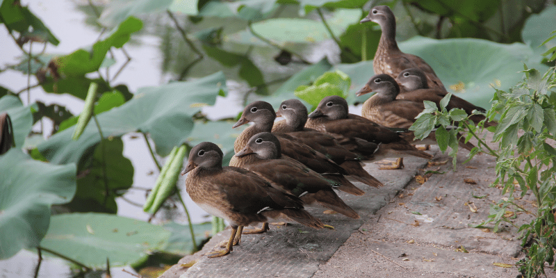 When Do Ducks Molt