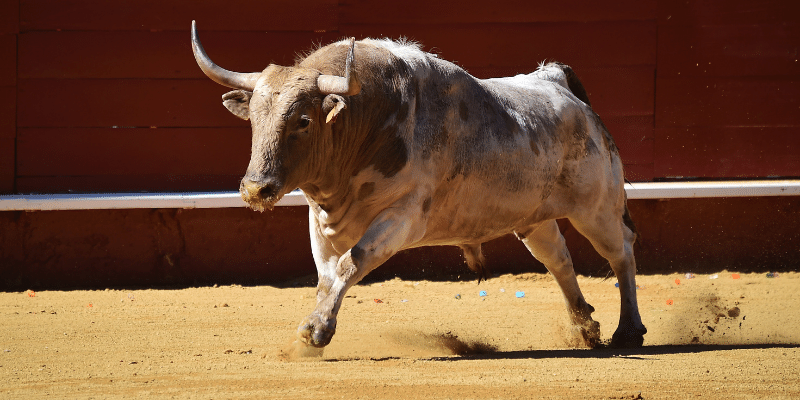 Why Do Bulls Get Angry? 3 Reasons