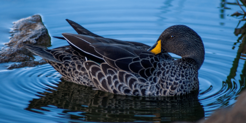 Why Do Ducks Wag Their Tails
