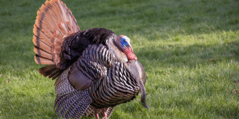 Why Do Turkeys Have Beards