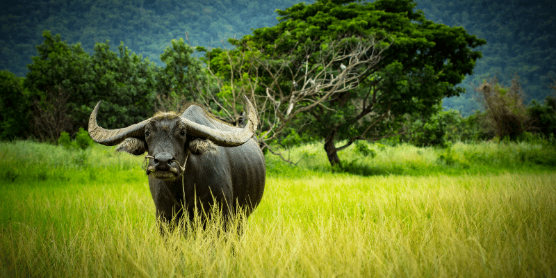 buffalo