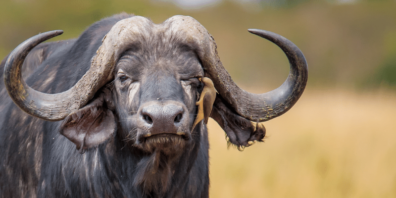 Do Buffalos Have Horns?