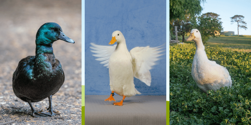 duck breeds that can not fly