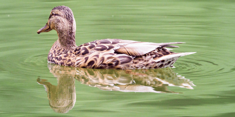 ducks-breath
