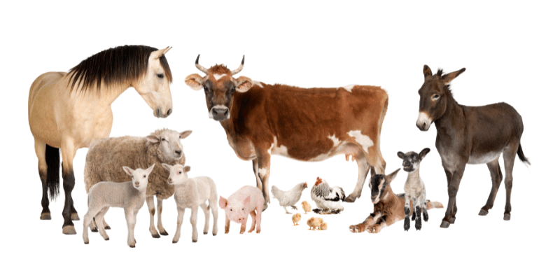 Can I Keep Farm Animals on My Property?