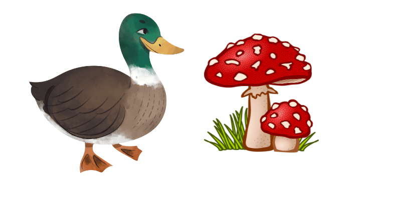 Can Ducks Eat Mushrooms? 7 Benefits