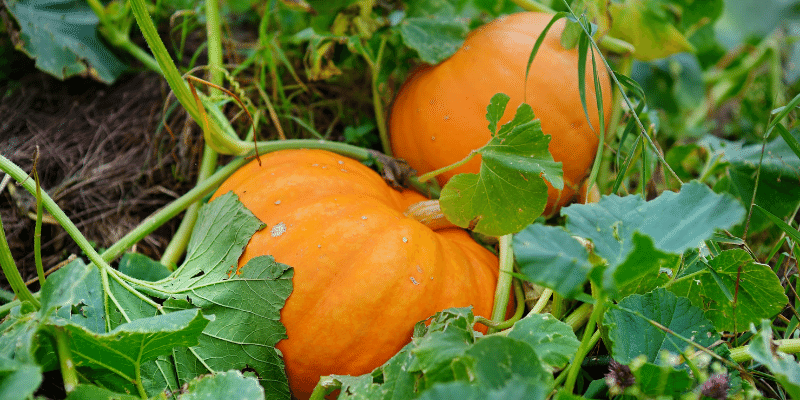can goats eat pumpkin