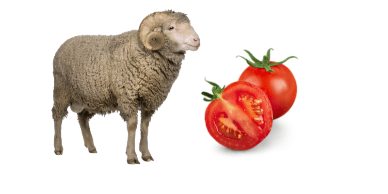 sheep-eat-tomatoes
