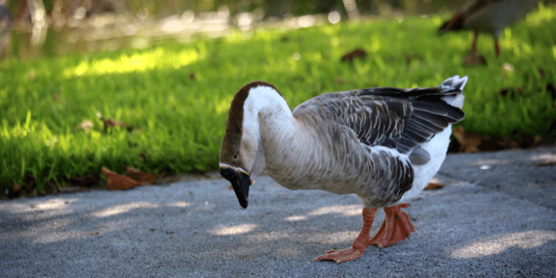 African Goose