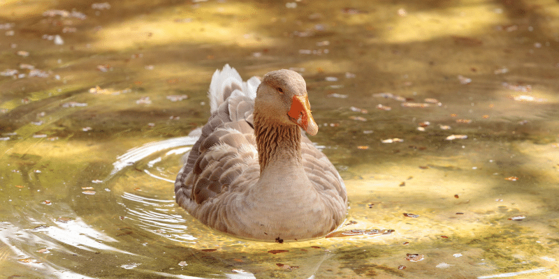American-Buff-Goose