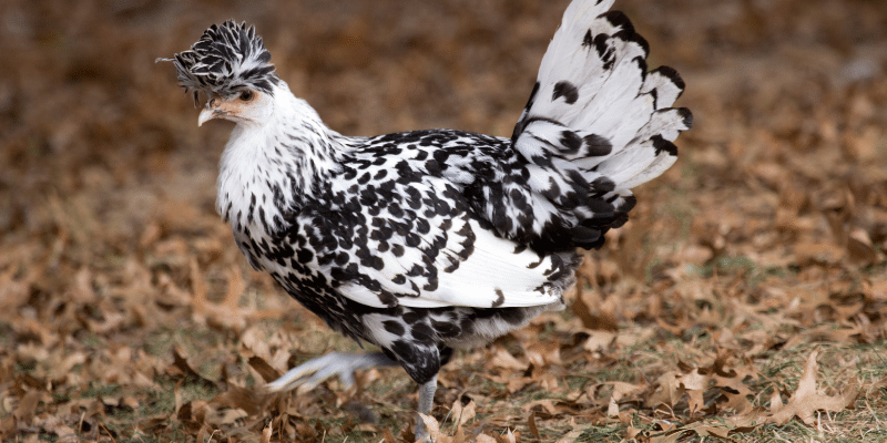 Appenzeller Spitzhauben