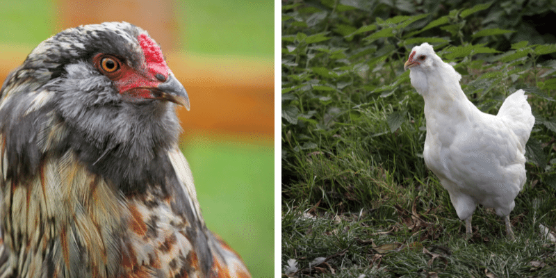 Araucana Rooster vs Hen