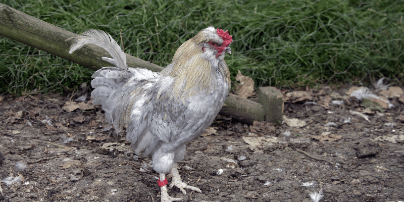 Araucana Rooster