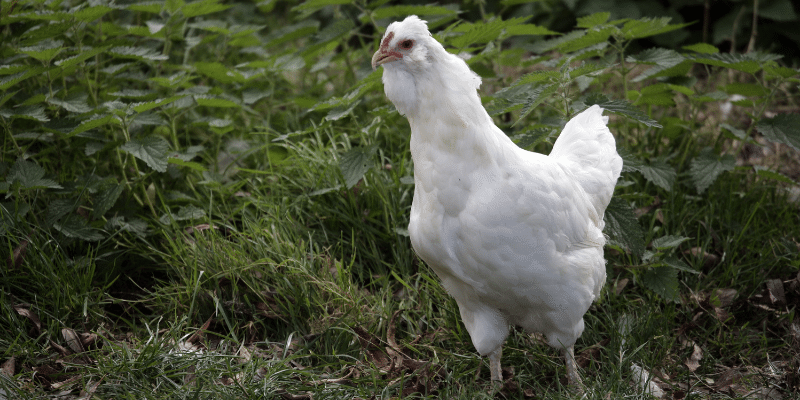 Araucana hen