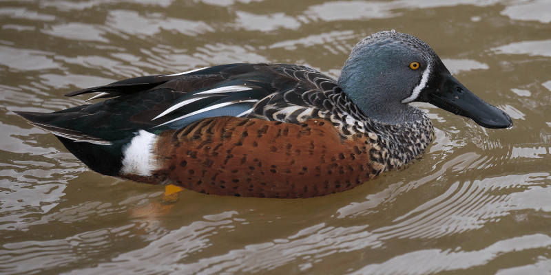 Australasian Shoveler