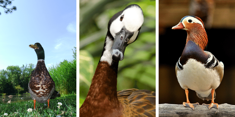 Australian Duck Breeds