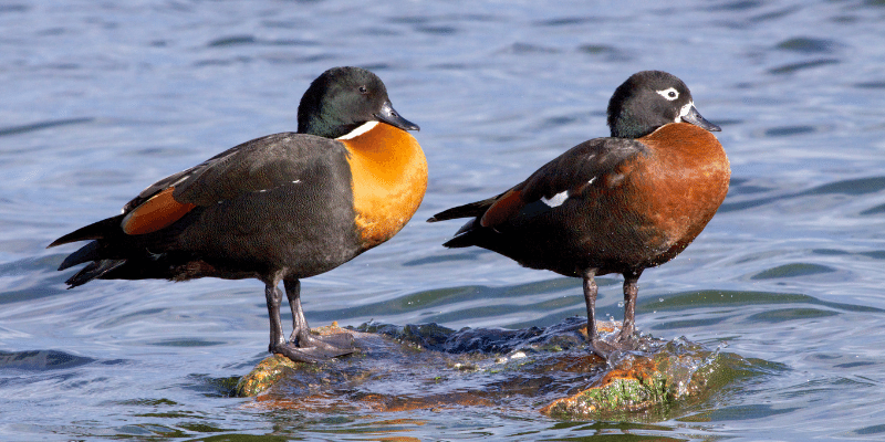 Australian Shelduck