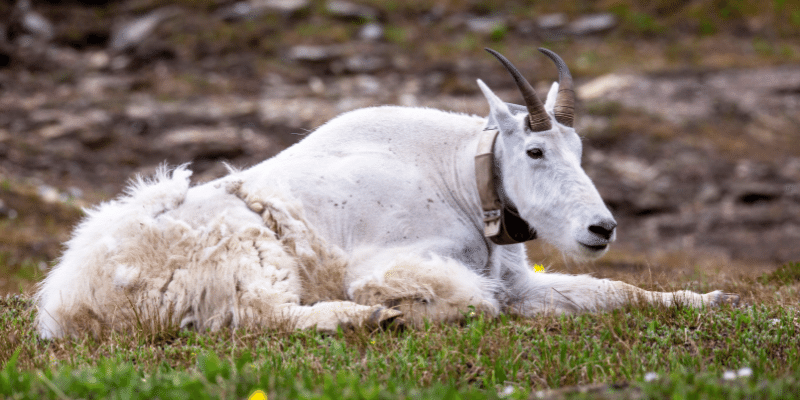 6 Best Goat Collars in 2022