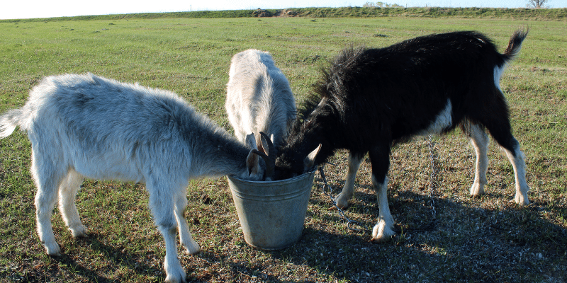 The 7 Best Goat Waterer in 2022