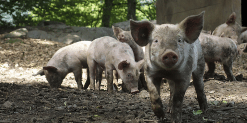 Best Pig Dewormer