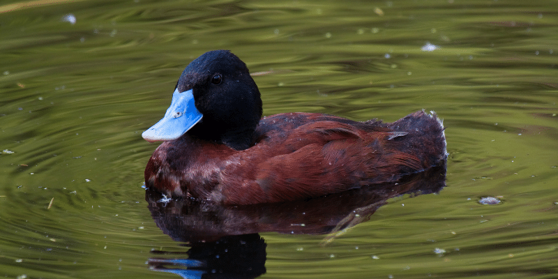 Blue-Billed-Duck