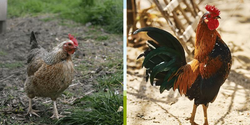Brown Leghorn vs Welsummer