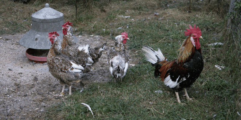 Brown Leghorn