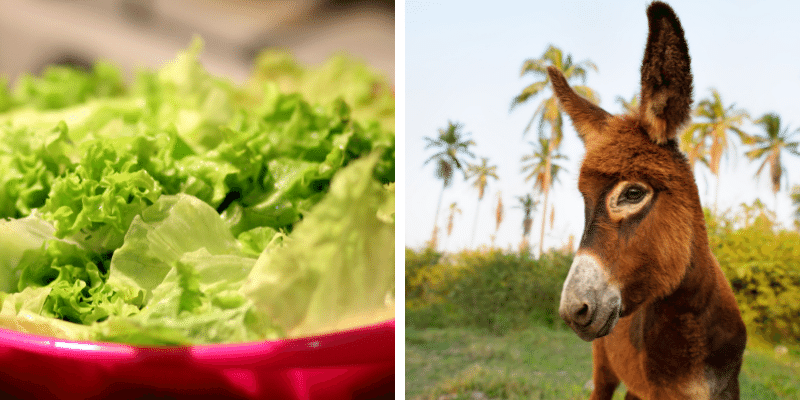 Can Donkeys Eat Lettuce