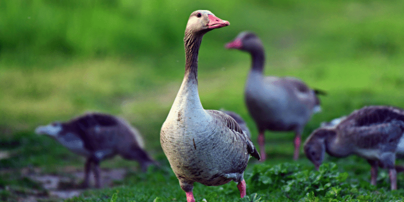 Can Geese Eat Apples