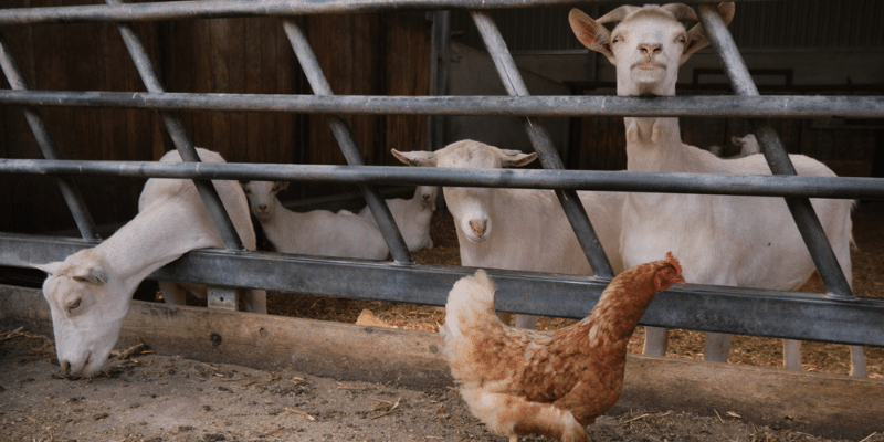 Can Goats Eat Chicken Feed?